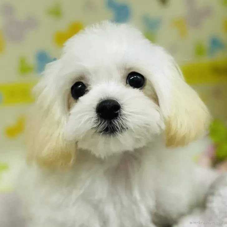 ID：2401-04998の子犬