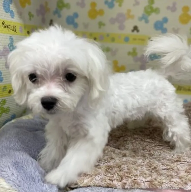 ID:2308-01003の子犬