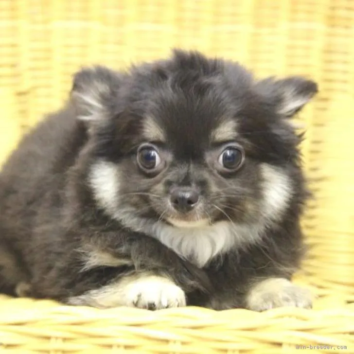 ID：2207-03045の子犬