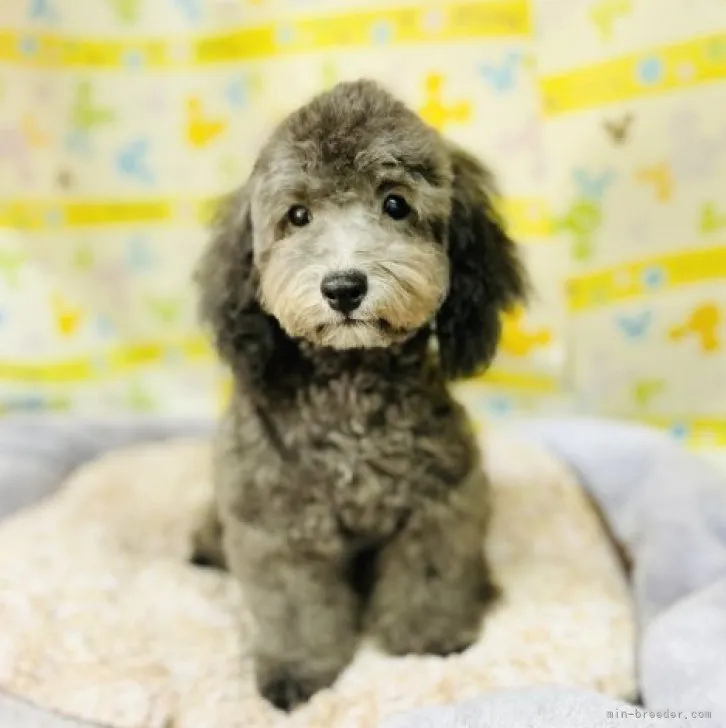 ID:2311-04991の子犬