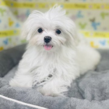 マルチーズ【山形県・女の子・2022年8月31日・ホワイト】の写真「小ぶりで明るい子です」