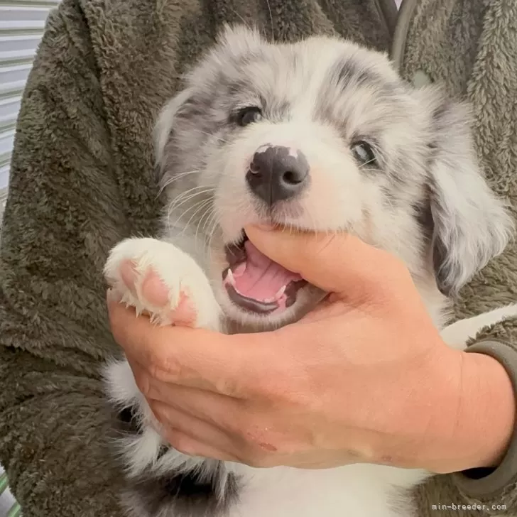 ID:2504-04244の子犬