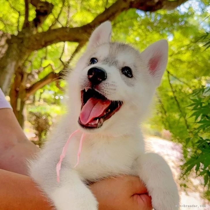 H.H 様のお迎えした子犬