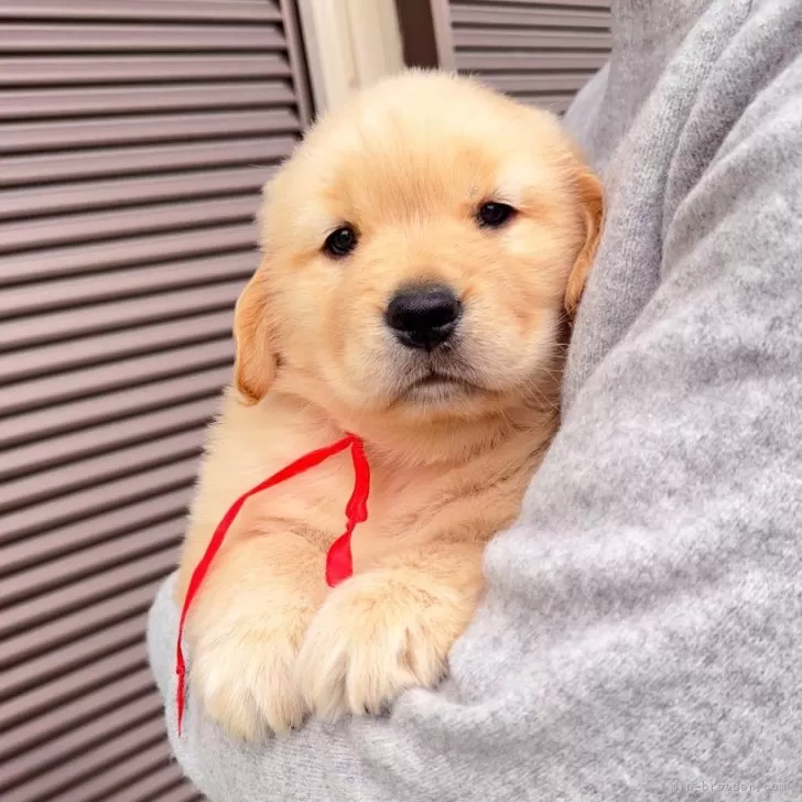 M.K 様のお迎えした子犬