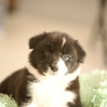 ボーダーコリー【岐阜県・女の子・2025年11月6日・ブラック&ホワイト】の写真「兩親外産、祖父母チャンピオン」