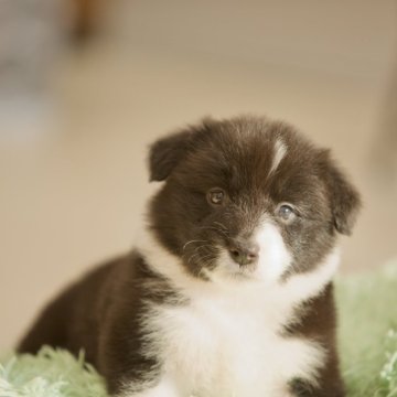 ボーダーコリー【岐阜県・女の子・2025年11月6日・ブラック&ホワイト】の写真「兩親外産、祖父母チャンピオン」