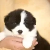 ボーダーコリー