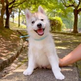 シベリアンハスキー