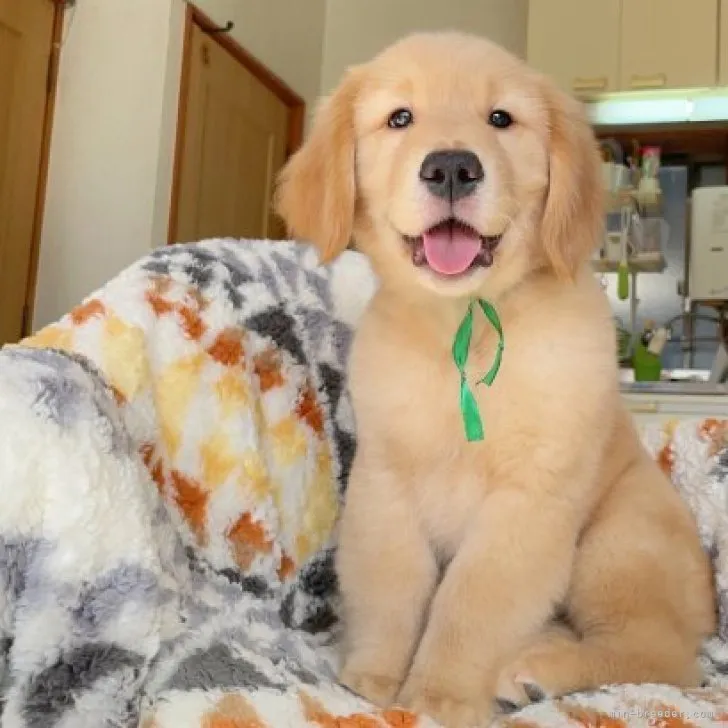 ID:2212-02703の子犬