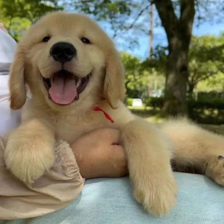 ID:2208-05339の子犬