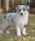 ボーダーコリー【・女の子・2023年8月5日・ブルーマール】「ママ子供の頃です」