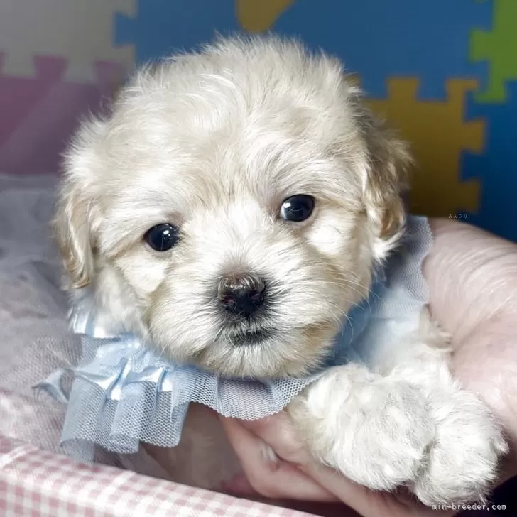ID:2508-08646の子犬