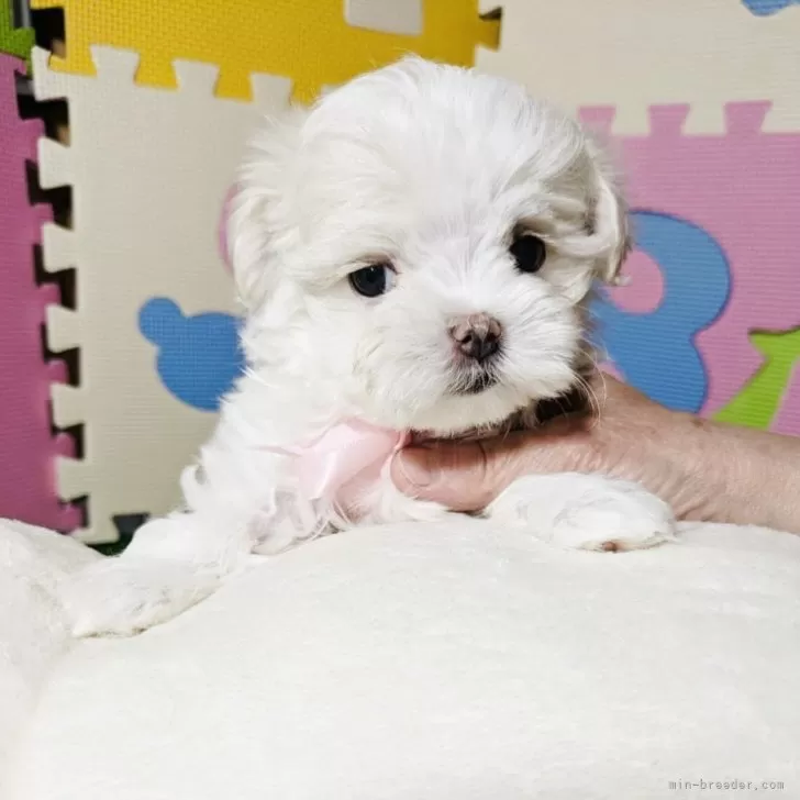 ID:2504-02096の子犬