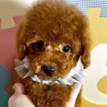 タイニープードル【岡山県・男の子・2025年8月11日・レッド】の写真「目がキュートな王子」