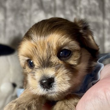 マルックス(マルチーズ×ダックスフンド)【岡山県・男の子・2025年9月19日・シェーデッドレッド】の写真「可愛い男の子」