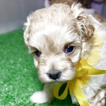 マルプー(トイプードル×マルチーズ)【岡山県・女の子・2025年11月11日・アプリコット】の写真「可愛い女の子」