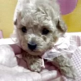 タイニープードル【岡山県・女の子・2025年7月14日・クリーム】の写真1