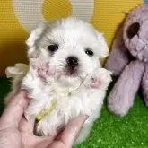 マルチーズ