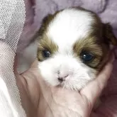 シーズー
