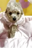 タイニープードル【岡山県・女の子・2025年7月14日・クリーム】の写真3