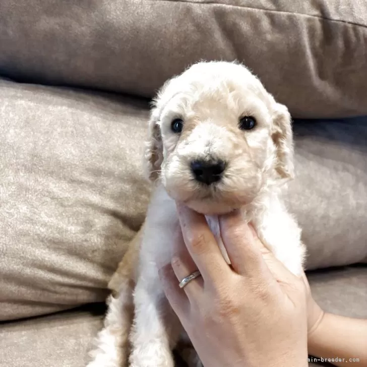 ID:2507-04044の子犬