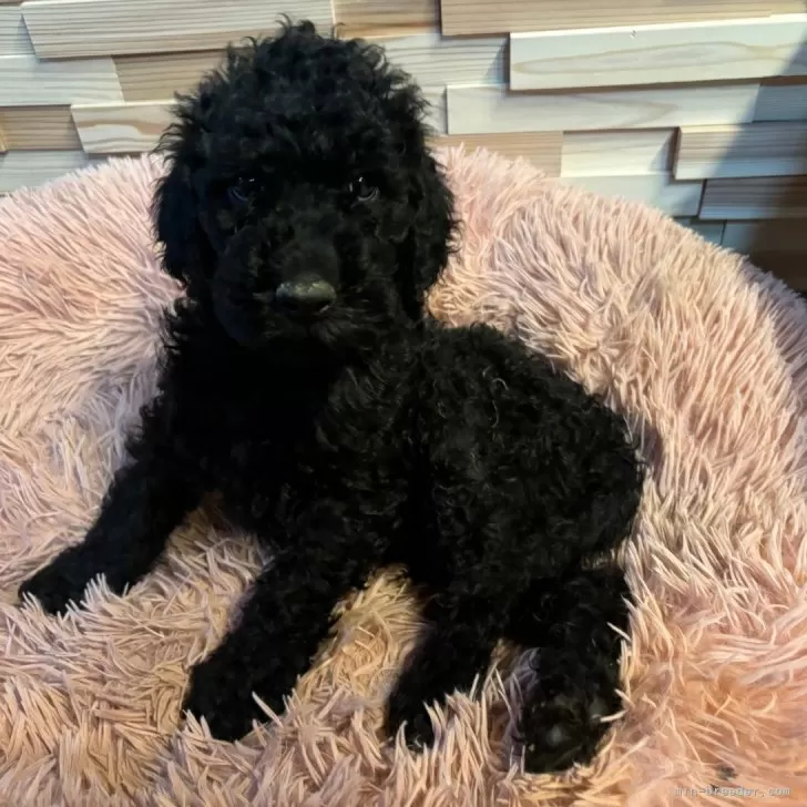 ID：2406-00606の子犬