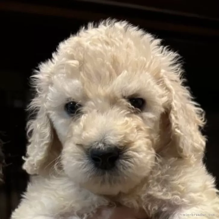 ID:2405-05887の子犬