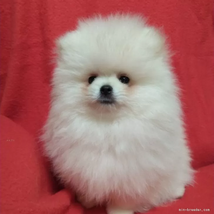 ID:2412-07596の子犬