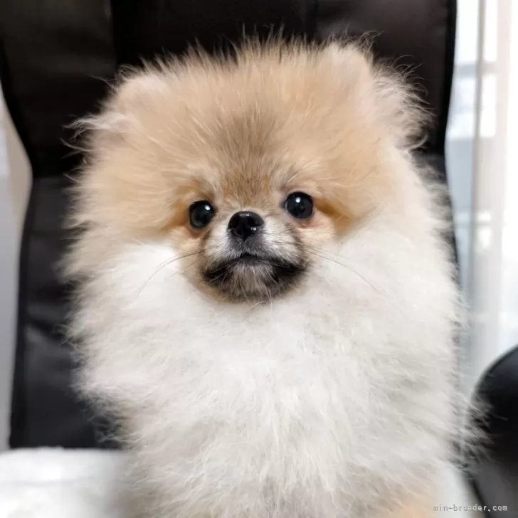 ID:2506-00020の子犬