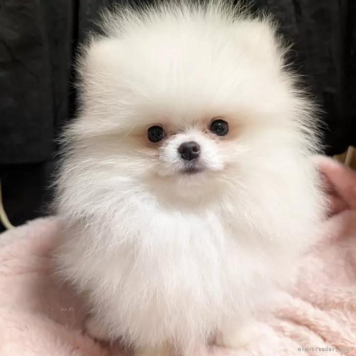 ポメラニアン【大阪府・男の子・2025年9月2日・ホワイト】の写真1