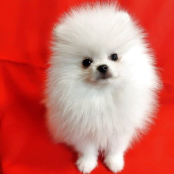 ポメラニアン【大阪府・男の子・2025年8月14日・ホワイト】の写真「とっても元気で可愛い男の子♡」