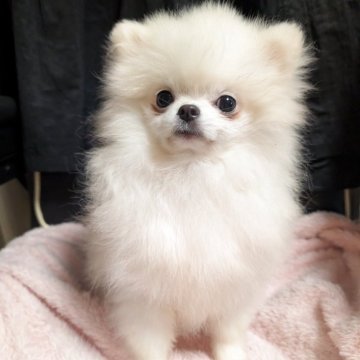 ポメラニアン【大阪府・女の子・2025年5月30日・ホワイト】の写真「めちゃくちゃ可愛いハイクオリティな女の子💕」