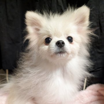 ポメラニアン【大阪府・男の子・2025年6月8日・クリームホワイト】の写真「普通体型で大人しい男の子❤️」