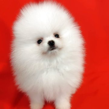 ポメラニアン【大阪府・男の子・2025年9月2日・ホワイト】の写真「爆毛の可愛い男の子」