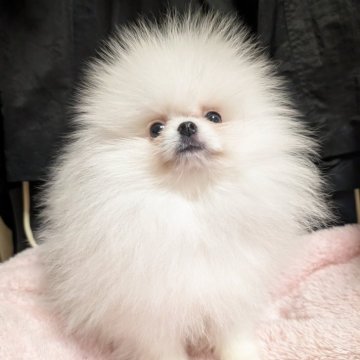 ポメラニアン【大阪府・男の子・2025年9月2日・ホワイト】の写真「爆毛の可愛い男の子」