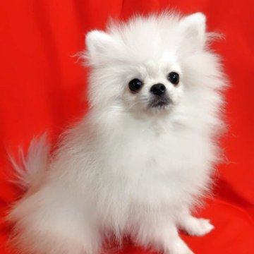 ポメラニアン【大阪府・男の子・2025年6月8日・クリームホワイト】の写真「猿期に可愛い子は絶対可愛くなる！」
