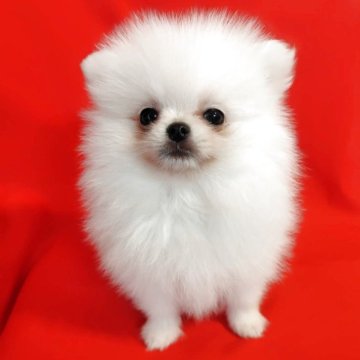 ポメラニアン【大阪府・男の子・2025年9月2日・ホワイトクリーム】の写真「特選級の男の子💕」