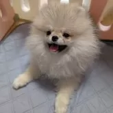 ポメラニアン