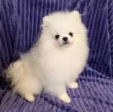 ポメラニアン