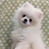 ポメラニアン