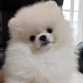 ポメラニアン