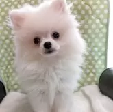 ポメラニアン