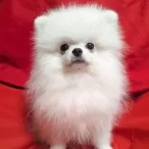 ポメラニアン
