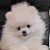 ポメラニアン