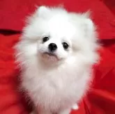 ポメラニアン