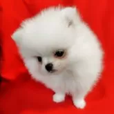 ポメラニアン【大阪府・男の子・2025年9月2日・ホワイトクリーム】の写真3