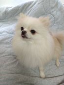 ポメラニアン【・女の子・2022年6月29日・クリーム】