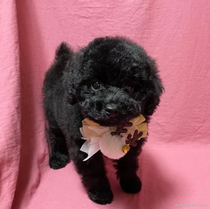 ID：2211-01030の子犬
