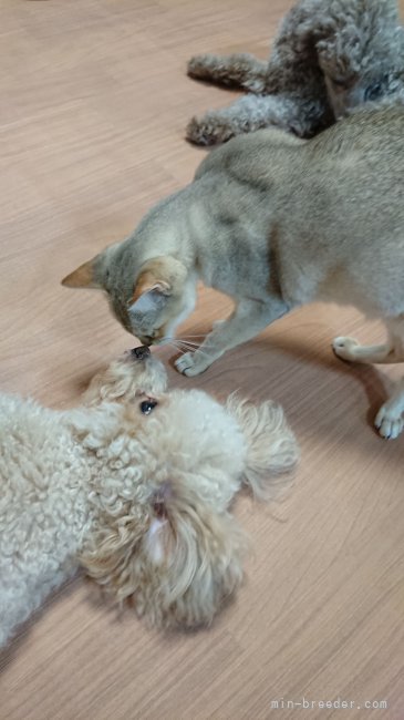 石崎　ゆう子(いしざき　ゆうこ)ブリーダー(愛知県・JKC登録)の紹介写真3