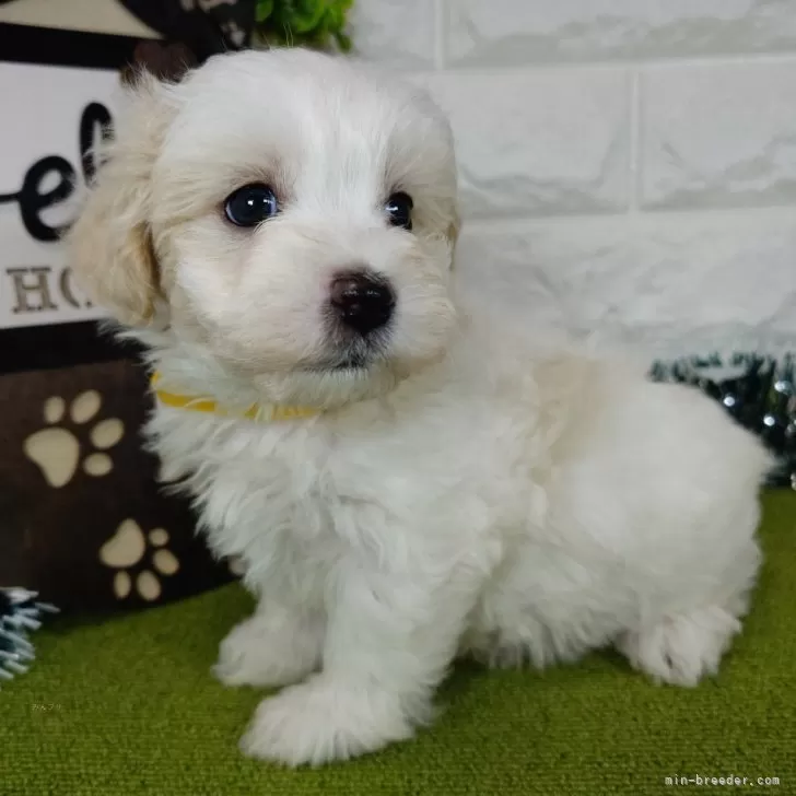 H.N 様のお迎えした子犬